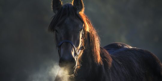 Horse stood outside in the winter