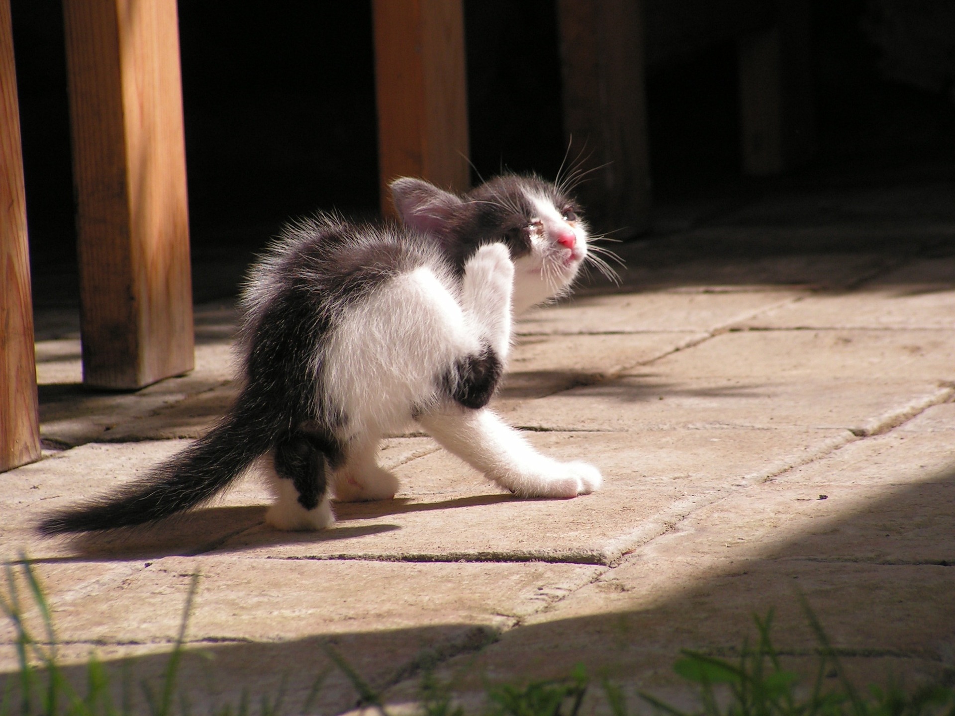 Cat itching because it has cat fleas