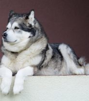 Is a Malamute a good family pet?