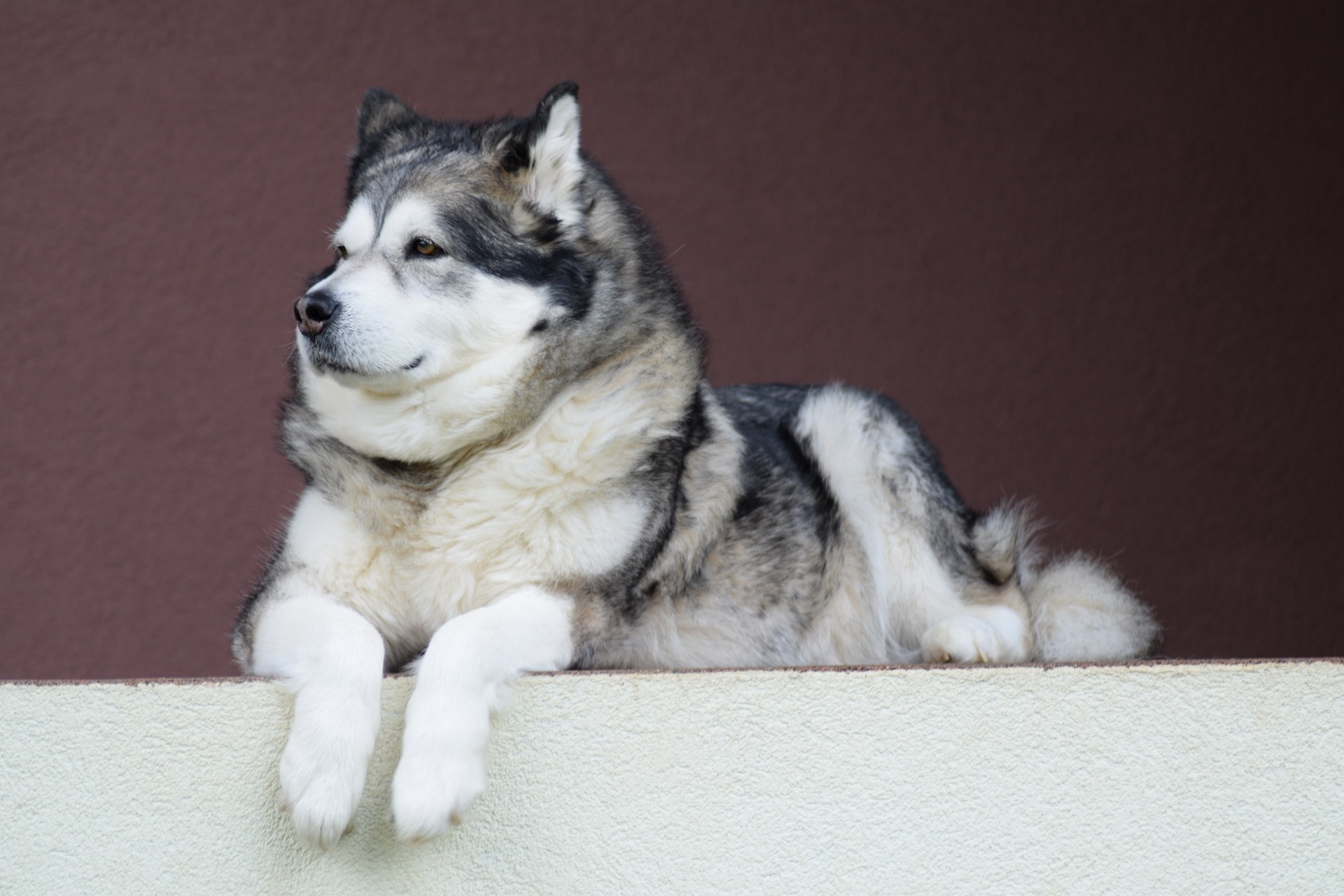 An Alaskan Malamute lying down