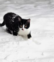 Keeping cats safe in winter