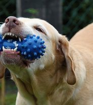 Why Is Rawhide Bad for Dogs?