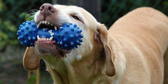 Dog chewing on a toy, not a rawhide