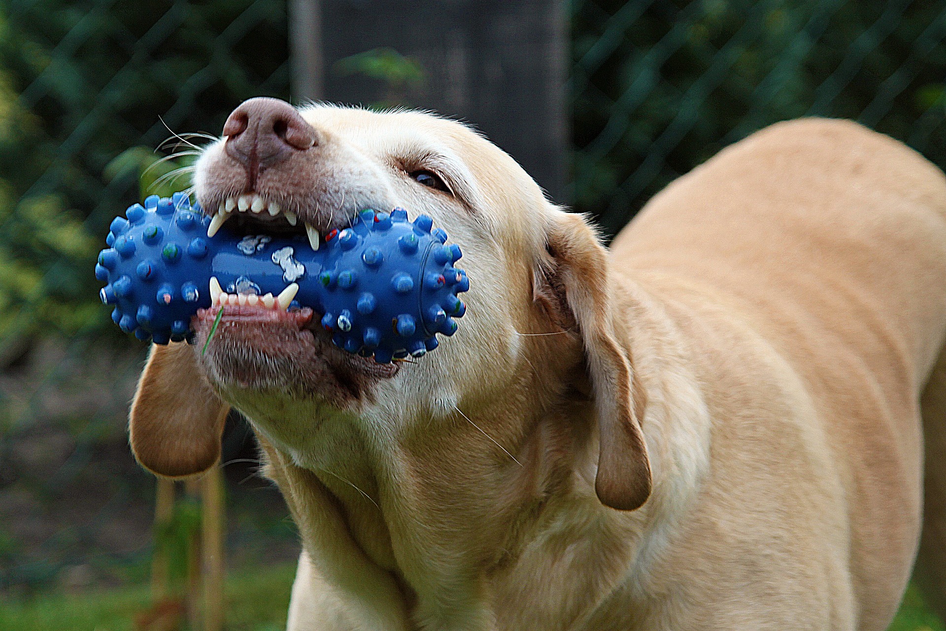 Dog chewing on a toy, not a rawhide