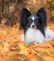 Do Papillon dogs make good pets?