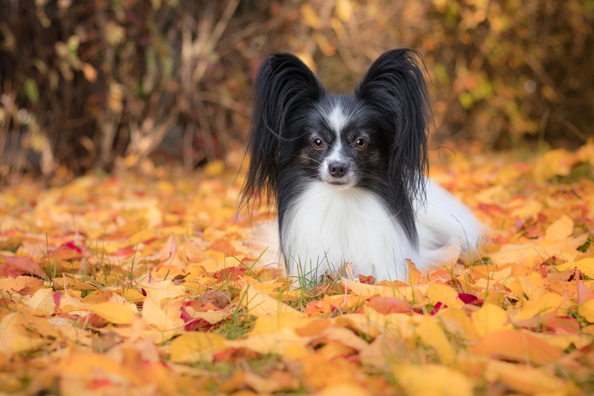 Papillon dog