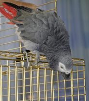 How can I help pet birds thrive through the winter?