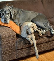 Are Great Danes good pets?