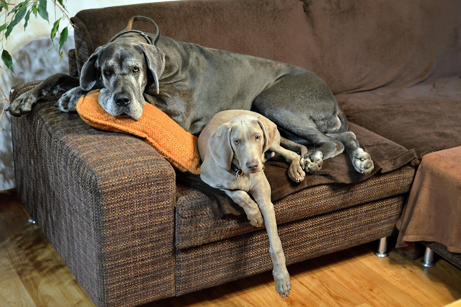 An old and young Great Dane laying on the sofa together