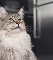 Do giant breed cats need a special diet like giant breed dogs do?