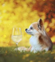 Alcohol toxicity in dogs and cats