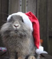 What is the best Christmas present for a rabbit in 2024?