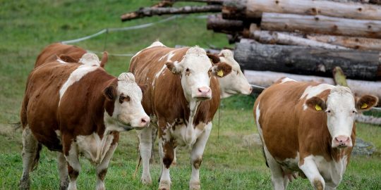 Cows in a field