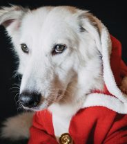 What’s the best Christmas present for a dog in 2024?