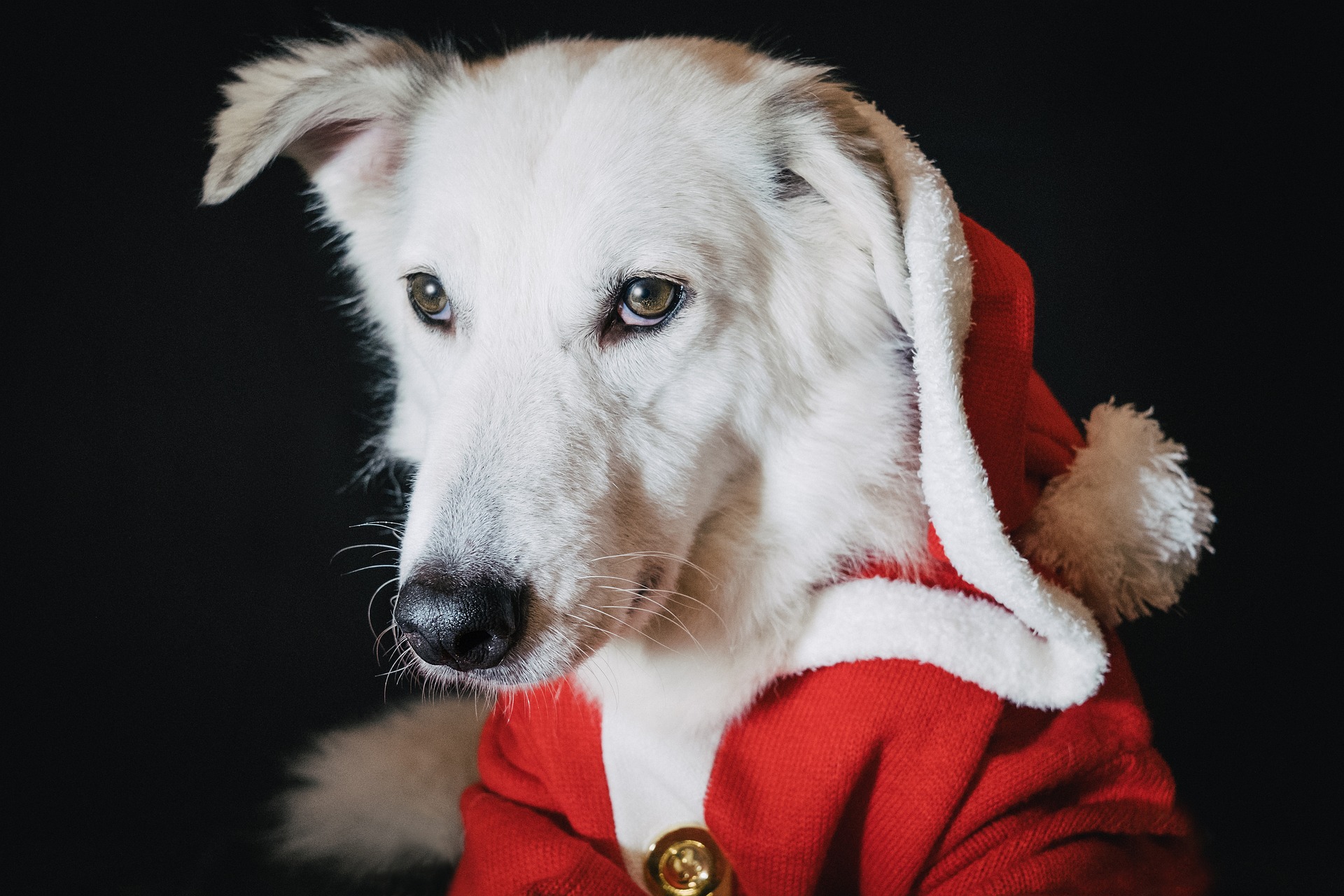 Dog wearing a christmas santa suit