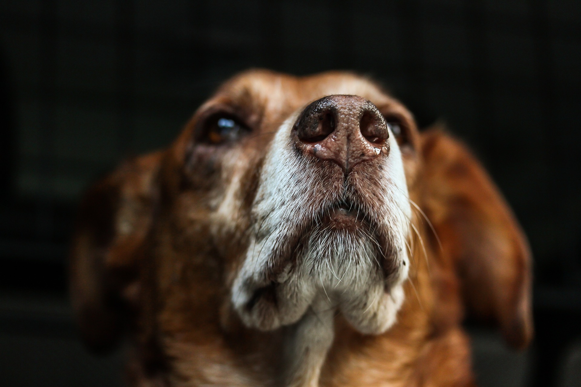 Dog with his nose in the air, amelling