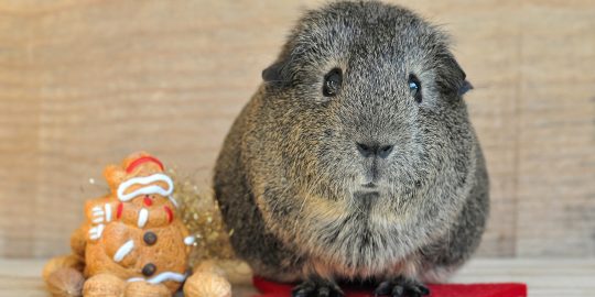 Guinea pig waiting for its christmas present