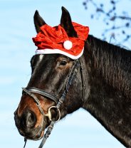 What’s the best Christmas present for a horse in 2024?