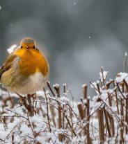 The Twelve Animals of Christmas