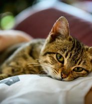 Do cats understand human language?