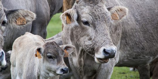 colostrum smallholdings