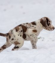 Hypothermia in pets