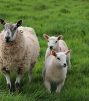 The Use of Artificial Breeding Techniques in Sheep and Cattle