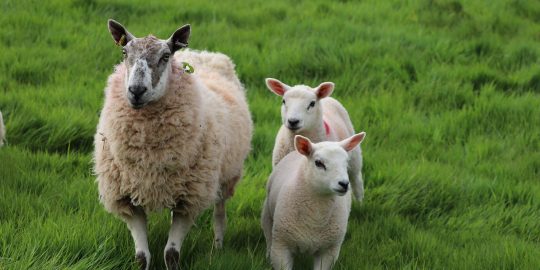 artificial breeding techniques cattle