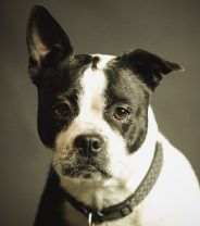 Can a male dog be infertile? How is it diagnosed and what can be done about it?