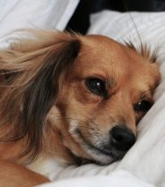 Atrial fibrillation in dogs - everything you need to know
