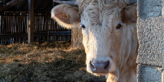 australian cattle