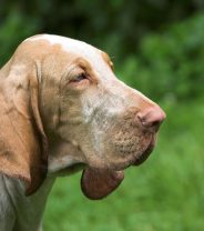 Does a bloodhound make a good pet?