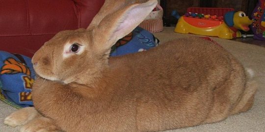 Flemish giant rabbit in house