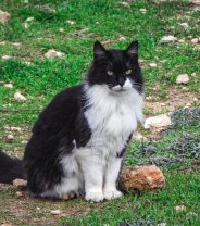 Can feral cats be rehomed?