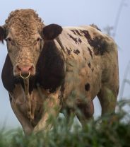 Should Electroejaculation Be Banned On Farms? 