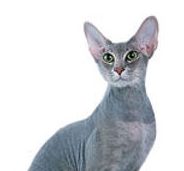 What is a Peterbald cat? 