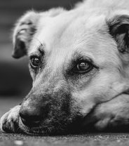 Can a Dog be Autistic? 