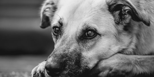 Anxious looking dog