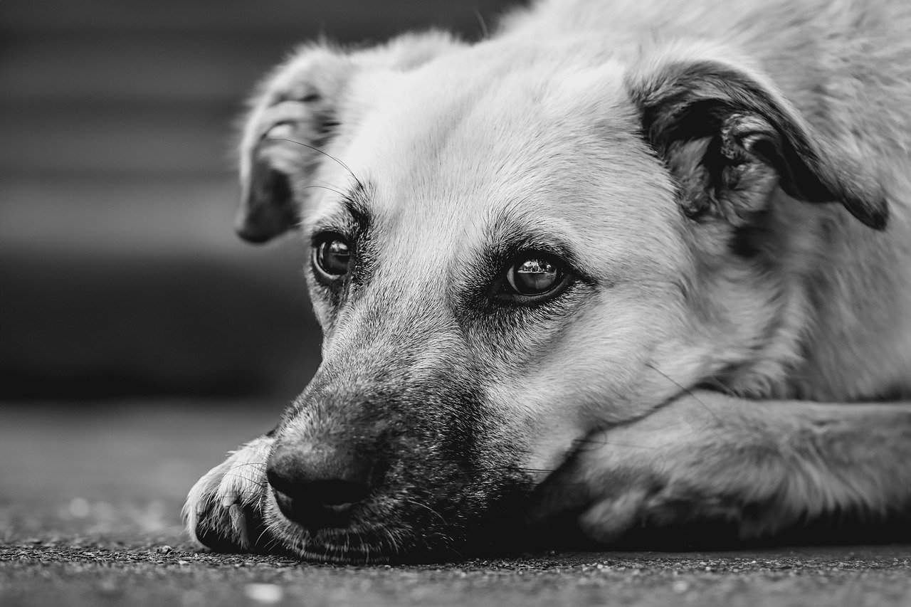 Anxious looking dog