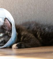 Is Castration Really a ‘Minor Surgery’ for a Cat? 