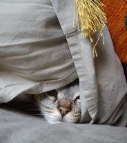 My new cat isn't settling into my home - how can I help them? 