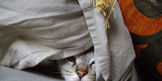 Scared cat hiding under blankets