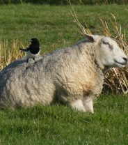 Bird Flu in Sheep – What's the Risk? 