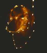 What should I do if my pet is electrocuted? 