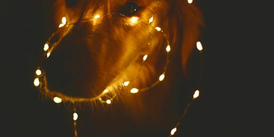 Dog wrapped in fairy lights