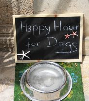 Where's the best place to put a dog's water bowl? 
