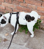 Bladder Stone Removal in Dogs - The Cystotomy Procedure Explained 