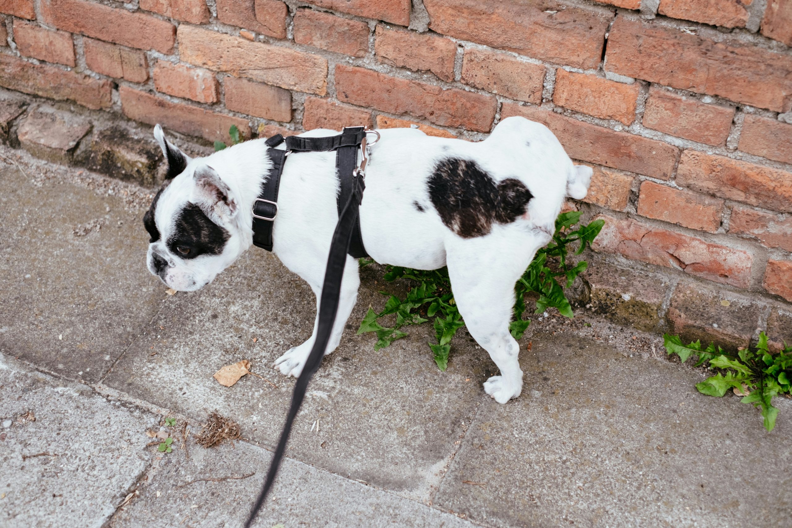 Dog cocking leg and trying to urinate on wall