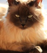 What is a Balinese cat, and do they make good pets? 