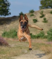 What is the difference between a German Shepherd and a Belgian Shepherd Dog? 